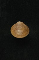 藏品(臺灣蜆)的圖片